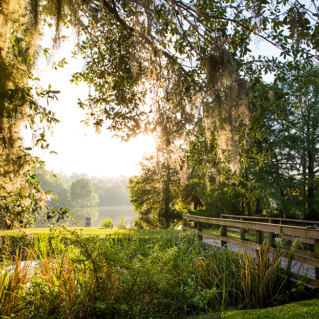 A view of Lake Alice on UF campus.